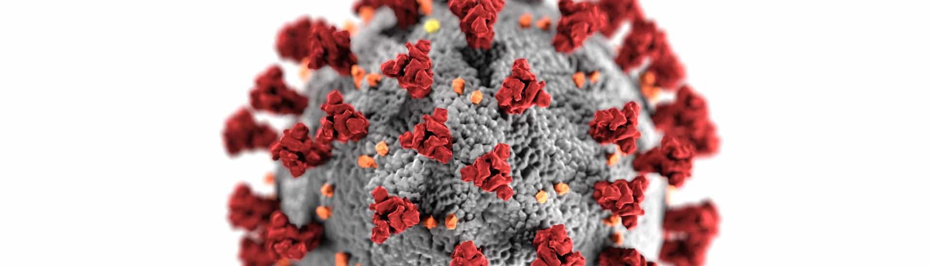 coronavirus-3992933 (1) coronavirus