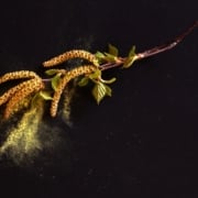 je hooikoorts klachten verminderen met orthomoleculair voedingsadvies