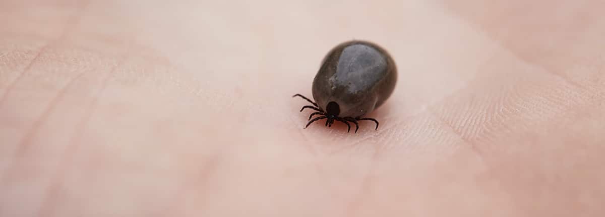 hoe-herken-je-ziekte-van-lyme-sterk-uden Hoe herken je de ziekte van Lyme en hoe kan Sterk Uden helpen met het herstel?