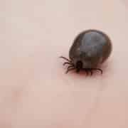 Hoe herken je de ziekte van Lyme en hoe kan Sterk Uden helpen met het herstel?