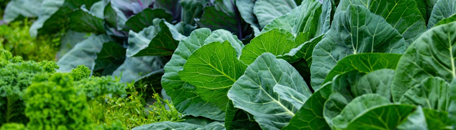 pexels-prabahar-ravichandran-266968678-12901835